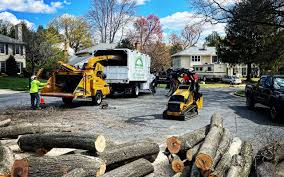 Best Tree Risk Assessment  in Courtland, VA