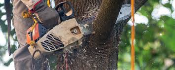 Best Tree Removal  in Courtland, VA