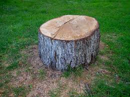 Best Tree Mulching  in Courtland, VA