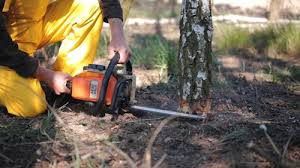 Best Stump Grinding and Removal  in Courtland, VA
