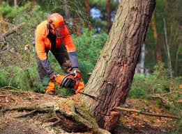 Best Lawn Pest Prevention  in Courtland, VA