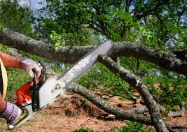 Best Hazardous Tree Removal  in Courtland, VA