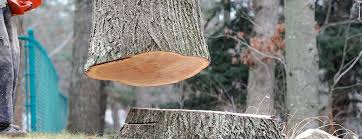 Best Emergency Tree Removal  in Courtland, VA