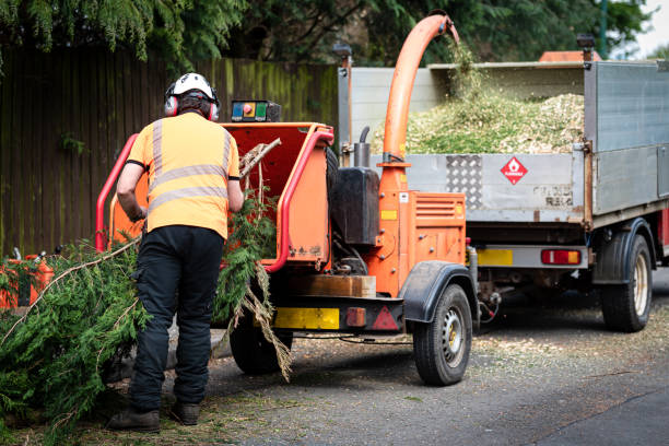 Best Root Management and Removal  in Courtland, VA