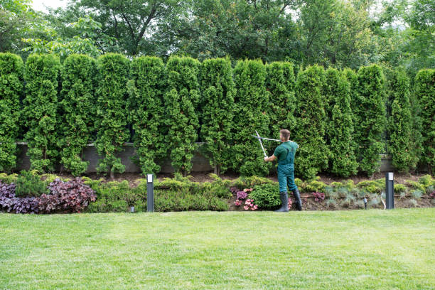 Best Organic Lawn Care Solutions  in Courtland, VA