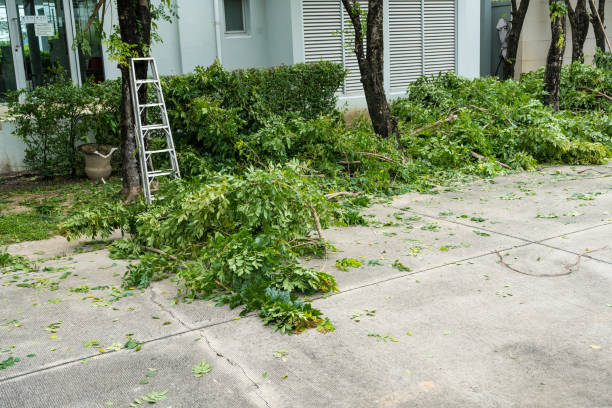 How Our Tree Care Process Works  in  Courtland, VA