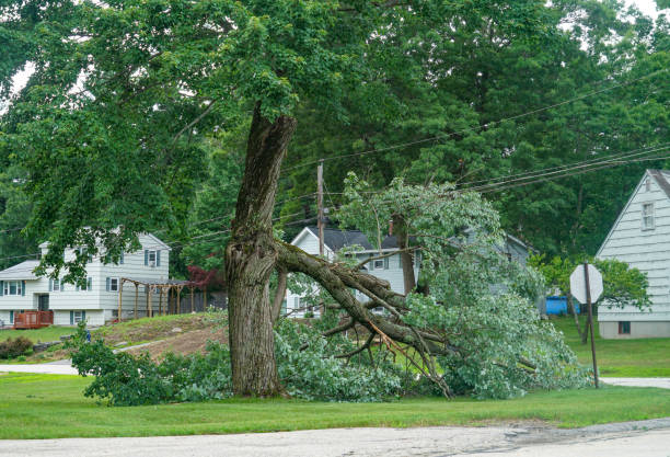 Best Palm Tree Trimming  in Courtland, VA