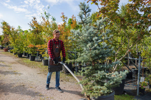 Best Root Management and Removal  in Courtland, VA