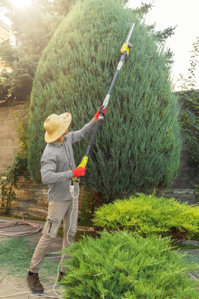 Best Tree Preservation Services  in Courtland, VA