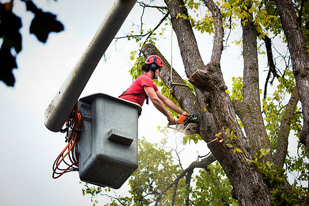 Best Tree Disease Treatment  in Courtland, VA