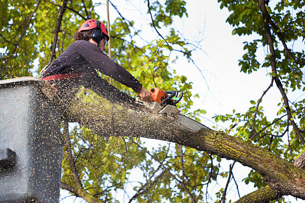 Best Lawn Pest Prevention  in Courtland, VA
