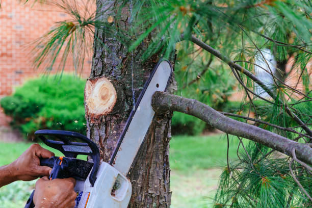 Best Storm Damage Tree Cleanup  in Courtland, VA