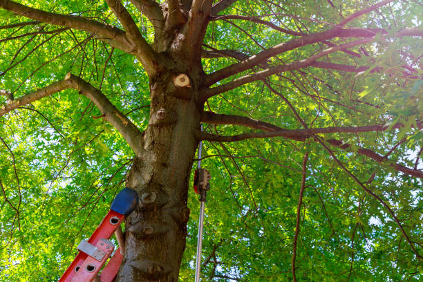Best Tree Maintenance Programs  in Courtland, VA